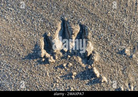 Hundepfoten-Druck im Sand am Ballywalter Beach Stockfoto