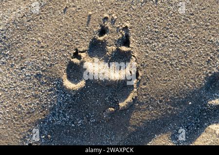 Hundepfoten-Druck im Sand am Ballywalter Beach Stockfoto