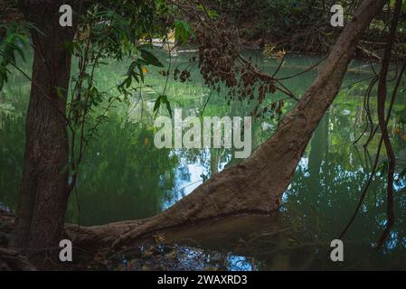 Banyan-Baum, der aus grünem Flusswasser wächst. Muak Lek River im Chet Sao Noi Nationalpark, Thailand. Stockfoto