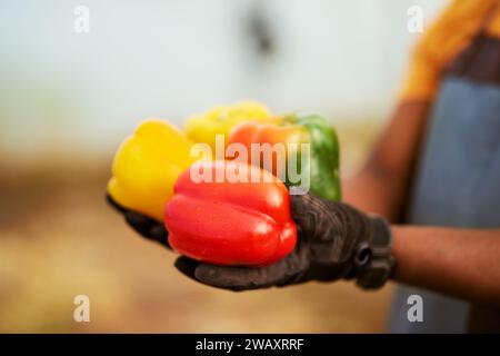 Nahaufnahme des zugeschnittenen Bildes eines schwarzen Landwirts, der Gemüse in der Hand hält. Stockfoto