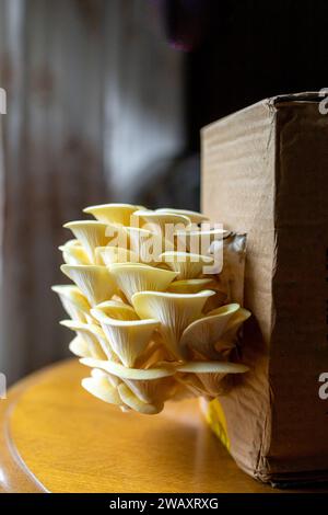 Gelber, goldener Austernpilz, hausgewachsen Stockfoto