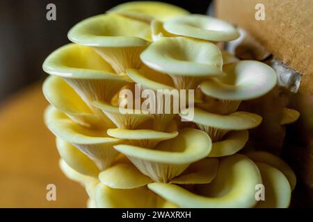 Gelber, goldener Austernpilz, hausgewachsen Stockfoto