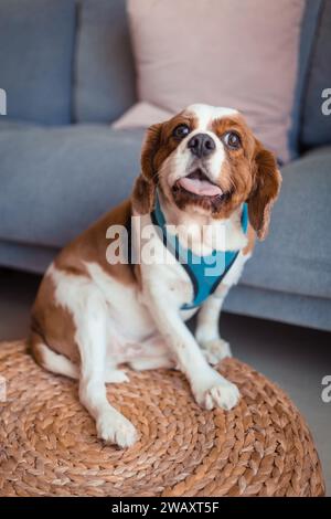 Der süße Kavalier-König charles Spaniel-Hund sitzt auf dem Boden Stockfoto