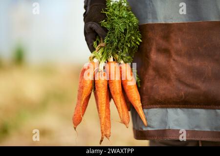 Zugeschnittenes Nahbild eines Landwirts, der Karotten hält, Schürze und Handschuhe trägt Stockfoto