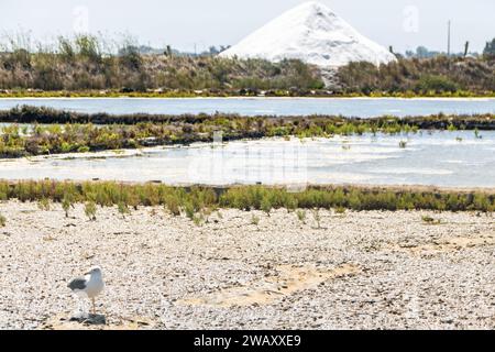 Salinen von Aveiro, bekannt als Salinas de Aveiro, Portugal Stockfoto