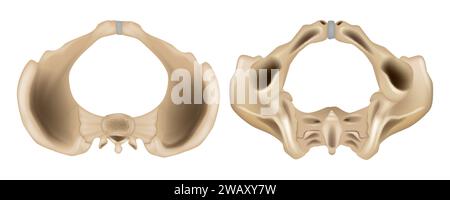 Beckenanatomische Skelettstruktur. Anatomie der Ansicht Pelvis Superior und inferior. Medizinstudium Stock Vektor