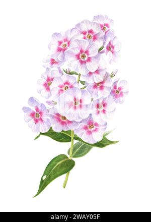 Aquarellabbildung eines Zweiges von weiß-rosa Phlox im botanischen Stil. Gartenblume auf weißem Hintergrund. Zeichnung für Postkarten, Aufkleber. Stockfoto