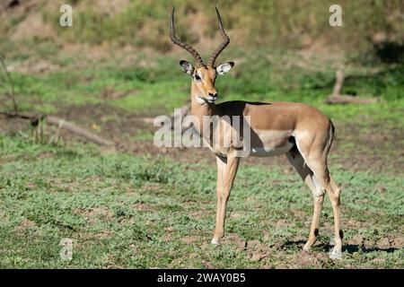 Sambia, South Luangwa National Park. Impala, auch bekannt als Rooibok (Aepyceros melampus) Stockfoto