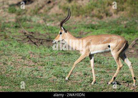 Sambia, South Luangwa National Park. Impala, auch bekannt als Rooibok (Aepyceros melampus) Stockfoto