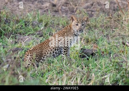 Sambia, South Luangwa National Park. Leopardenjunges (WILD: Panthera pardus pardus) Stockfoto