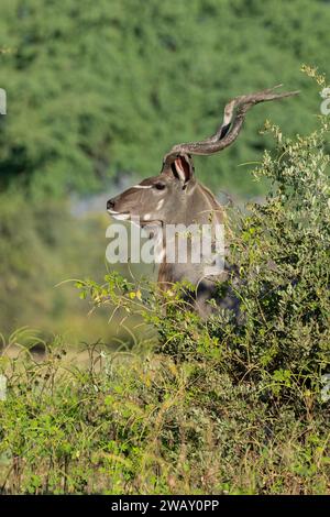Sambia, South Luangwa National Park. Männlicher Großkudu (Tragelaphus strepsiceros) Stockfoto