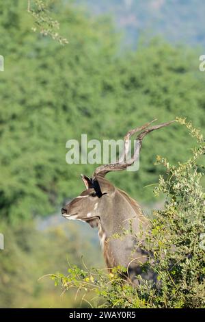 Sambia, South Luangwa National Park. Männlicher Großkudu (Tragelaphus strepsiceros) Stockfoto