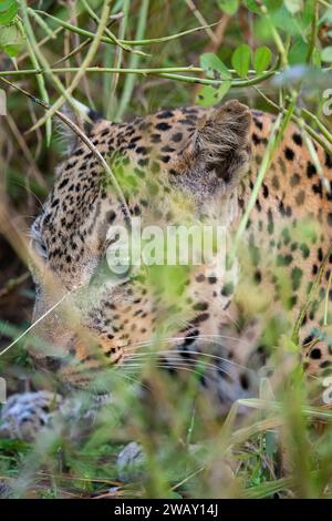 Sambia, South Luangwa National Park. Leopard (WILD: Panthera pardus pardus) im hohen Gras. Stockfoto