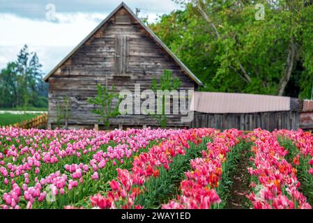 Wunderschönes Tulpenfeld mit einer alten Holzscheune im Hintergrund in Woodburn, Oregon Stockfoto