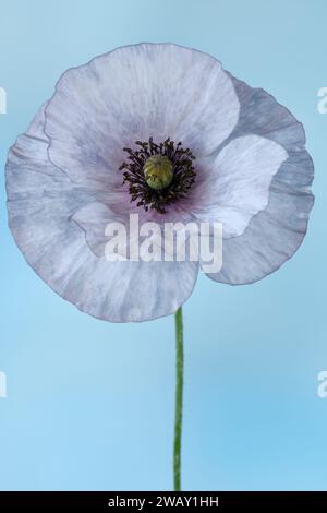 Papaver Rhoeas „Amazing Grey“ Mohn variabel in Farbe und Form Juni Stockfoto