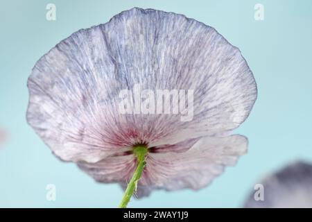 Papaver Rhoeas „Amazing Grey“ Mohn variabel in Farbe und Form Juni Stockfoto