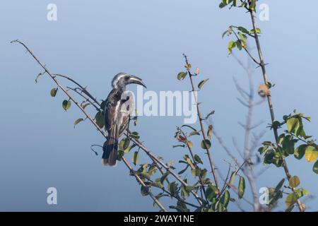 Sambia, South Luangwa National Park. Afrikanischer Grauschnabel (Lophoceros nasutus) Stockfoto