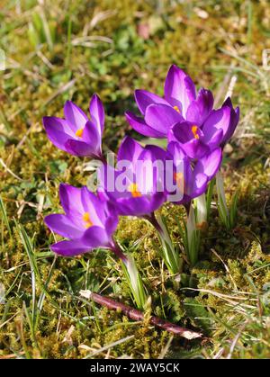 Crocus (englischer Plural: Crocuses oder croci) ist eine Gattung von blühenden Pflanzen in der Familie der Iris, die 90 Arten von Stauden umfasst, die aus Kormen wachsen Stockfoto