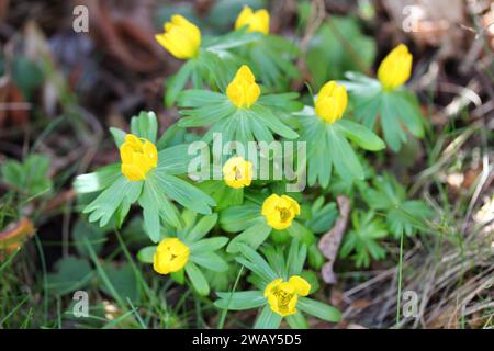 Eranthis hyemalis ist eine Blütenart der Butterblütenfamilie Ranunculaceae, die in kalkhaltigen Waldlebensräumen in Frankreich, Italien und t heimisch ist Stockfoto