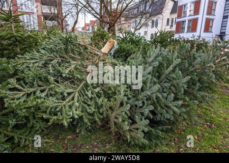 Leipzig - Weihnachtsbaum-Entsorgung nach Weihnachten 07.01.2024 gegen 14 Uhr Leipzig, Stadtgebiet im Foto: Entsorgen Weihnachtsbäume im Januar nach Weihnachten an einem Sammelplatz der Stadtreinigung Leipzig STADT/AUTOBAHN Sachsen Deutschland *** Leipziger Weihnachtsbaumentsorgung nach Weihnachten 07 01 2024 um 14:00 Uhr Leipzig, Stadtgebiet im Foto entsorgte Weihnachtsbäume im Januar nach Weihnachten an einer Sammelstelle der Stadtreinigung Leipzig STADT AUTOBAHN Sachsen Deutschland Copyright: xEHLxMedia/BjörnxStachx 240107 weihnachtsbaum-entsorgung-leipzig 5 Stockfoto