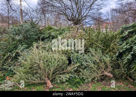 Leipzig - Weihnachtsbaum-Entsorgung nach Weihnachten 07.01.2024 gegen 14 Uhr Leipzig, Stadtgebiet im Foto: Entsorgen Weihnachtsbäume im Januar nach Weihnachten an einem Sammelplatz der Stadtreinigung Leipzig STADT/AUTOBAHN Sachsen Deutschland *** Leipziger Weihnachtsbaumentsorgung nach Weihnachten 07 01 2024 um 14:00 Uhr Leipzig, Stadtgebiet im Foto entsorgte Weihnachtsbäume im Januar nach Weihnachten an einer Sammelstelle der Stadtreinigung Leipzig STADT AUTOBAHN Sachsen Deutschland Copyright: xEHLxMedia/BjörnxStachx 240107 weihnachtsbaum-entsorgung-leipzig 6 Stockfoto