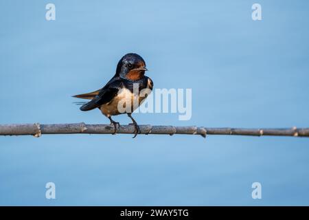 Scheunenschwalbe, Hirundo rustica, auf einem Ast, Katalonien, Spanien Stockfoto