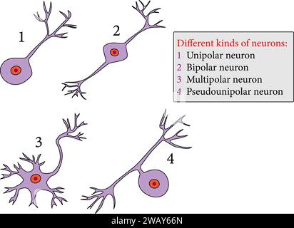 Arten von Neuronen: Unipolare Neurone, bipolare Neurone, multipolare Neurone, Pseudounipolare Neurone.Vektor-Illustration. Stock Vektor