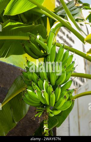 Bananenfrüchte. Eine Gruppe von Bananen. Grüne Bananen im Garten auf der Bananenbauernplantage. Ein Haufen grüner Bananen im Garten Stockfoto