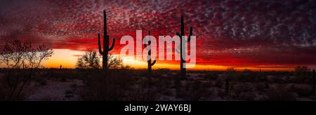 Ein atemberaubender Sonnenaufgang mit Kakteen und Saguaro-Bäumen, die vor dunklen Wolken im Hintergrund stehen Stockfoto