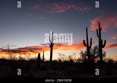 Eine Landschaftsaufnahme einer Wüste mit Kakteen-Silhouetten vor dem Hintergrund eines Sonnenaufgangs Stockfoto