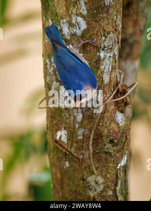 Nuthatch mit Samtfront - Sitta frontalis kleiner blauer Passerinvogel mit rotem Schnabel in Sittidae, Südasien aus Nepal, Indien, Sri Lanka ‍and Banglad Stockfoto