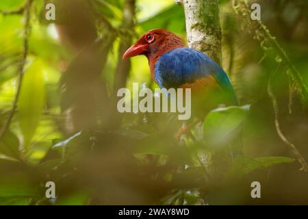 Sri Lanka oder Ceylon Blue-Magpie - Urocissa ornata farbenfroher Vogel Corvidae in Sri Lanka, auf der Jagd im dichten Baldachin, blau, rot, farbenfrohe Magpi Stockfoto