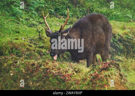 Indische Sri-lankische Sambar - Rusa einfarbig im starken Regen, lebt in Indien und Sri Lanka, auch Elk Plain, große Hirsche heimisch auf dem indischen Subkontinent Stockfoto