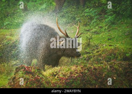 Indische Sri-lankische Sambar - Rusa einfarbig im starken Regen, lebt in Indien und Sri Lanka, auch Elk Plain, große Hirsche heimisch auf dem indischen Subkontinent Stockfoto