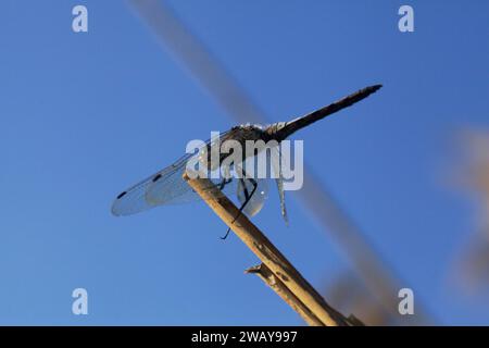 Dragonfy auf einem Rohr aus der Nähe gesehen Stockfoto