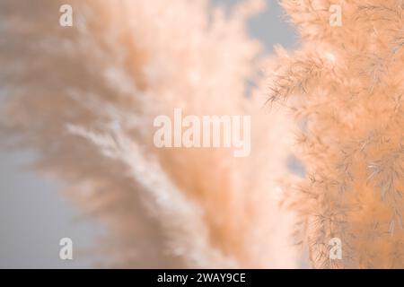 Hintergrundbild von pfirsichfarbenem, flauschigem, trockenem Gras. Geringe Schärfentiefe Stockfoto