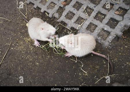 Zwei Albino-Nährstoffe, die von Wanderern in einem Park in Deutschland ernährt werden Stockfoto