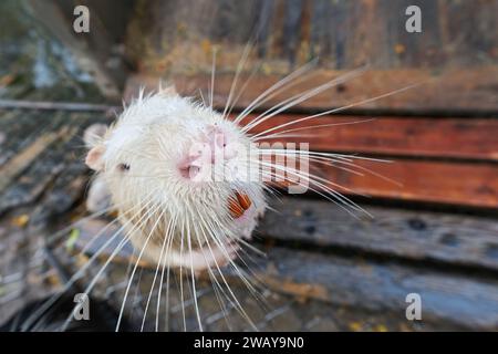 Nahaufnahme einer Albino-Nutria, Myocastor coypus in einem öffentlichen Park in Deutschland Stockfoto