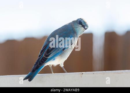 Ein kurioser männlicher Berglaufvogel (Sialia currucoides) schaut in die Kamera Stockfoto