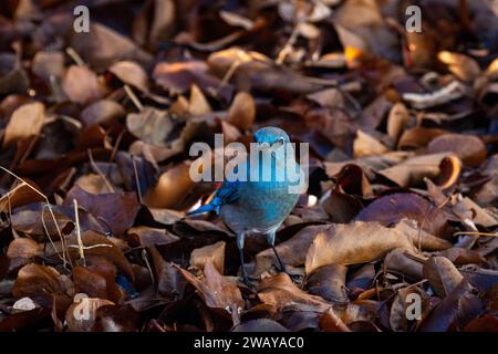 Ein männlicher Gebirgsblauvogel (Sialia currucoides) jagt in den Herbstblättern. Stockfoto