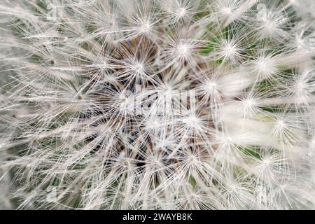 Löwenzahn. Löwenzahn Flaum. Löwenzahn ruhige abstrakte Closeup Kunst Hintergrund. Stockfoto