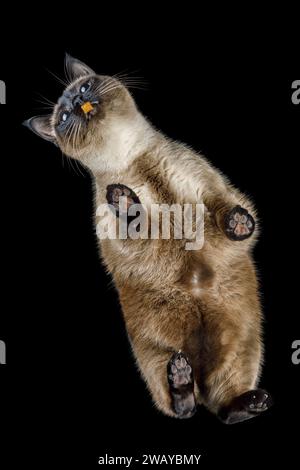 Siamesische braune Katze auf dem Glastisch mit Blick von unten, Essensgerichte. Schwarzer isolierter Hintergrund. Stockfoto