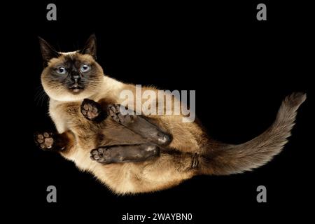 Eine sehr verängstigte Siamkatze sitzt auf dem Glas und schaut nach unten. Foto von unten, auf schwarzem Hintergrund. Stockfoto