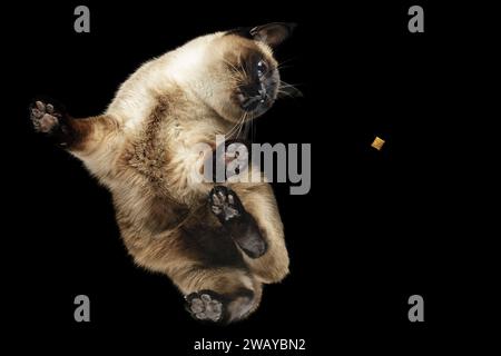 Niedliche Siamkatze auf Glastisch mit Leckereien von unten. Schwarzer isolierter Hintergrund. Stockfoto