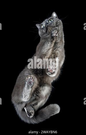 Graue flauschige Katze, Unteransicht auf schwarzem Glastisch mit Kopierraum. Moody Porträt einer süßen, älteren, silbernen Tabby-Katze, die in die Kamera blickt, schwarzer Rücken Stockfoto