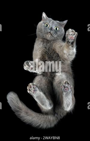 Ein verängstigtes graues, lustiges Kätzchen auf einem Glastisch, von unten fotografiert, vor schwarzem Hintergrund. Stockfoto