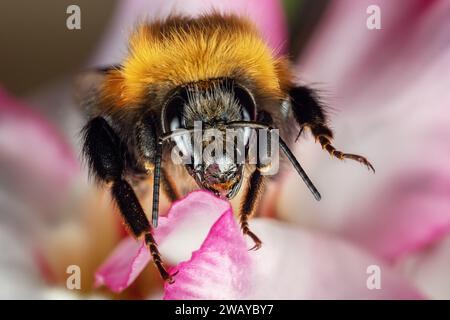 Nahaufnahme der Hummel in einer rosa Blume einer Wüstenrose im Sommergarten in Nahaufnahme. Stockfoto