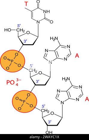 Vektordarstellung von Phosphodiesterbindungen zwischen drei Nukleotiden. Stock Vektor