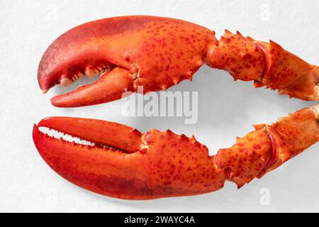 Rote gekochte Hummerklauen auf weißem Hintergrund Stockfoto