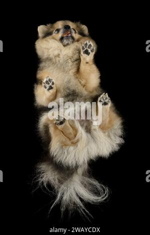 Ein sehr flauschiger kleiner Hund, fotografiert von unten. Der Welpe isst einen Leckerbissen. Stockfoto